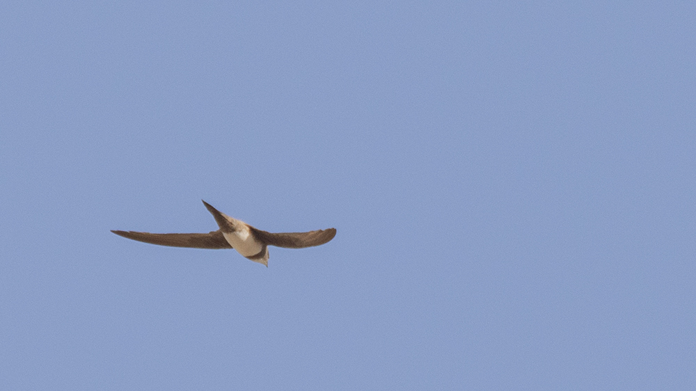 Alpine Swift